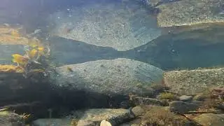 Underwater shots Amazing how much life is in our small rockpools