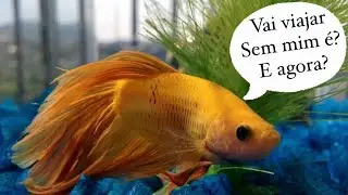 Vai viajar? E os peixes? Saiba o que fazer!!!