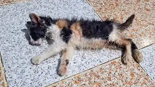 Heartbreaking Cat Video: Sick Kitten Meows Until His Last Breath