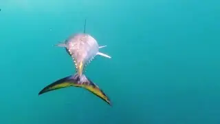 Melbourne Bluefin tuna giant schools!
