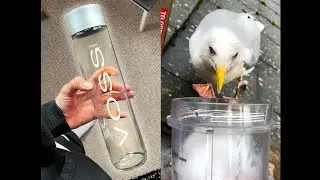 Giving My Pet Seagull Fancy Voss Water!