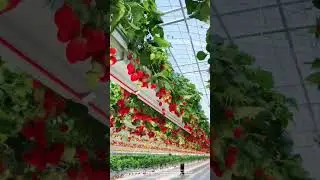Hydroponic Strawberries in the Greenhouse