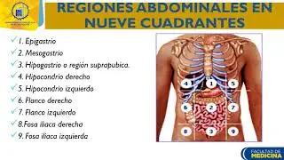 Examen físico de abdomen I: Anatomía de abdomen- Dra. Angélica de Rodríguez