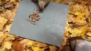 Limestone Tile and Superworms to Trim Quail Beaks