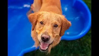 DogsLand Hundepool in Knochenform - 120 cm, f&uuml;r gro&szlig;e und kleine Hunde, Biss- und krallenfest