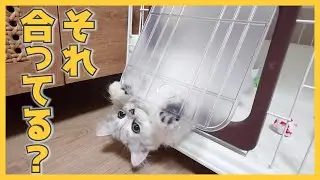 【人間side】猫ドアを使ってみてほしいのだが…（ミヌエット）