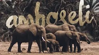 So Many Elephants - Amboseli