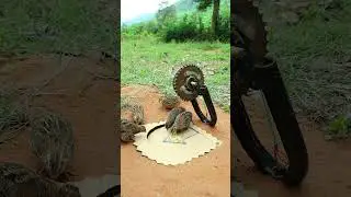 New Creative DIY Quail Trap Technique #shorts