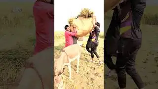 bach kourdy #funny #penduvlog #familychannel #pindvloge #familyvideo #vlog #familyvlog