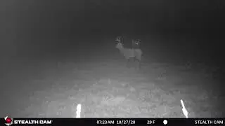 Backyard Buck