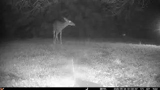 Archive Files of Trail Camera 2 Compilation 20250924 C