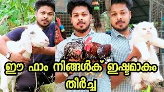 ആട് വളർത്തൽ,കോഴി, താറാവ്,മീൻ,മുയൽ, പ്രാവ്,ഇവ എല്ലാം ഉള്ള നല്ലൊരു മിക്സ്ഡ് ഫാം കാണാം ashiq mixed farm