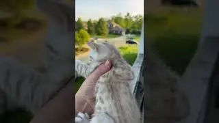 🥺 Kitten cries and mama comes running home #shorts