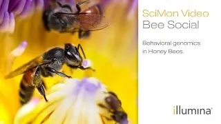 Bee Social: Behavioral genomics in Honey Bees | Illumina SciMon Video