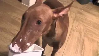 Arley the Pharaoh Hound