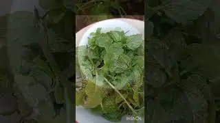 Fresh Mint/Pudina harvesting from my Garden to cook.#mint #Garden#Harvesting#Shorts