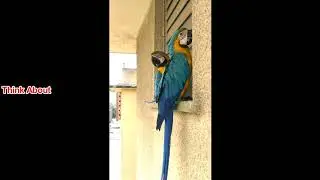 Wild Blue Gold Macaw Sound