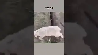 #sheep #fall #hole A Sheep fell into the same hole after being rescued. Read description box y'all