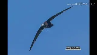 Birding Bali