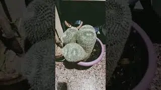 Tribal cactus 🌵 pianta grassa che stranezza 😱😁