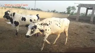 Bulls Farming Business _ Cow farm Milking _ Mahar cattle Farm