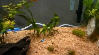 55 Gallon Planted Community Tank