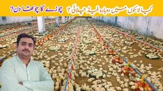 Control shed Broiler Chicks Day (4) ? 🐤🐥 | control shed broiler chicken farming | Amin Hamid Dar