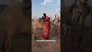 👀 ЗАЧЕМ НА КОРОВАХ РИСУЮТ БОЛЬШИЕ ГЛАЗА 🦁  #наука #интересно #факты