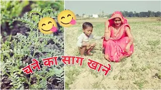 आज हम आए हैं अपने खेत चने का साग खाने। 😋क्या आप के यहां भी इसे खाते हैं।🥳