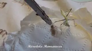 Feeding my Vinegaroon and Mantis