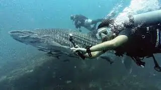 Buceo Koh Samui | Ocean Voice | Discovery Divers WhaleShark