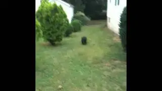 the fuji dog