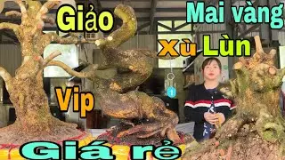 Mai vàng  xù lùn giảo VIP giá rẻ ngày 26/1/2026 Xuân 0776000017