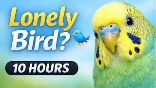 Play This If Your Bird Is Alone at Home