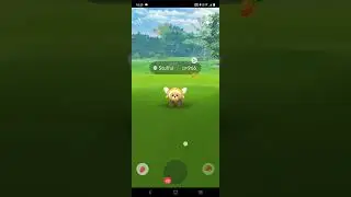 Stufful Community Day Part - 1 #shinypokemon #communityday #pokemongo