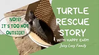 #shorts Rescue of turtle that came to our garden. Animal rescue story with happy end