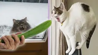 CUTE ANIMALS, THE FUNNIEST BUNCH OF CATS MAKE A LAUGH