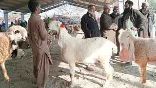 Live sauda Lahore Mandi desi chhatra aur dunbe kajale chatrie Sajjad Lahori shoq
