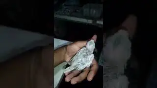 Wf fawn baby cockatail#bird#teamevg#cockatiels #shorts