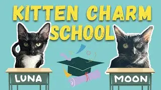 Socializing Scared Kittens in Kitten Charm School (Moon and Luna)