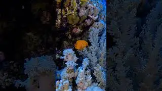 Рыба-бабочка #красноеморе  #египет #fish #discoverscubadiving #travel #nature #redsea