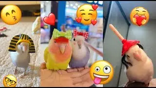 Try Not to Laugh – Funniest Parrot Compilation 🦜😂