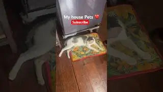 My House Pets ❤️