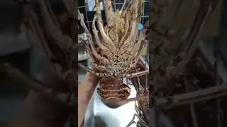 FRESH KING LOBSTER #lobster #freshlobster #highlights #friends #like #everyone #follow #seafoods