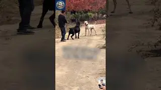 &ldquo;Dogo Argentino vs Cane Corso &ndash; Who Wins in the Wild?
