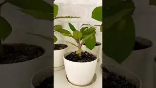 домашняя  #плюмерия или #франджипани #комнатныерастения