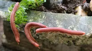 Amazing Millipede Crawling Through the Forest Floor #AmazingAnimals ​#MillipedeDocumentary 