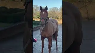 She's Perfect снова в Charlie Fellowes 🤞🏼🙏🏻🐎🔥
