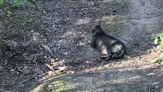Big Boy Is Done For The Day  #communitycats