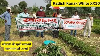 The Best Radish|Excellent Quality Radishlमूली की उन्नत किस्में|Radish kanak whiteXX30@Somani Seedz
